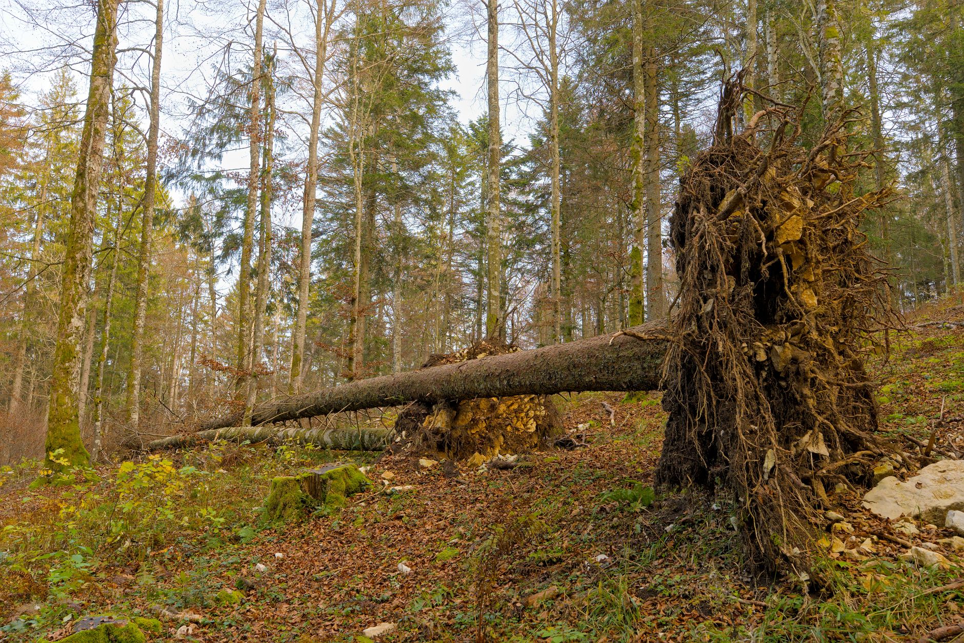 Enlèvement arbre urgence équipe à Mantes-la-Jolie